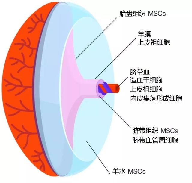 盘点未来影响新生儿干细胞库的新技术_移植