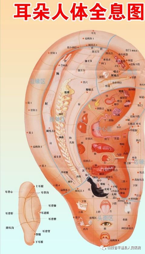 中医科 左彤丽 作品单位:平遥县人民医院急诊科 作品配文:"耳朵虽小