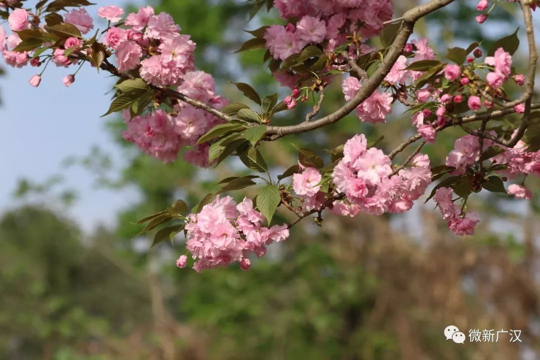 【花开广汉】打开广汉赏花地图!有花为伴不负春光