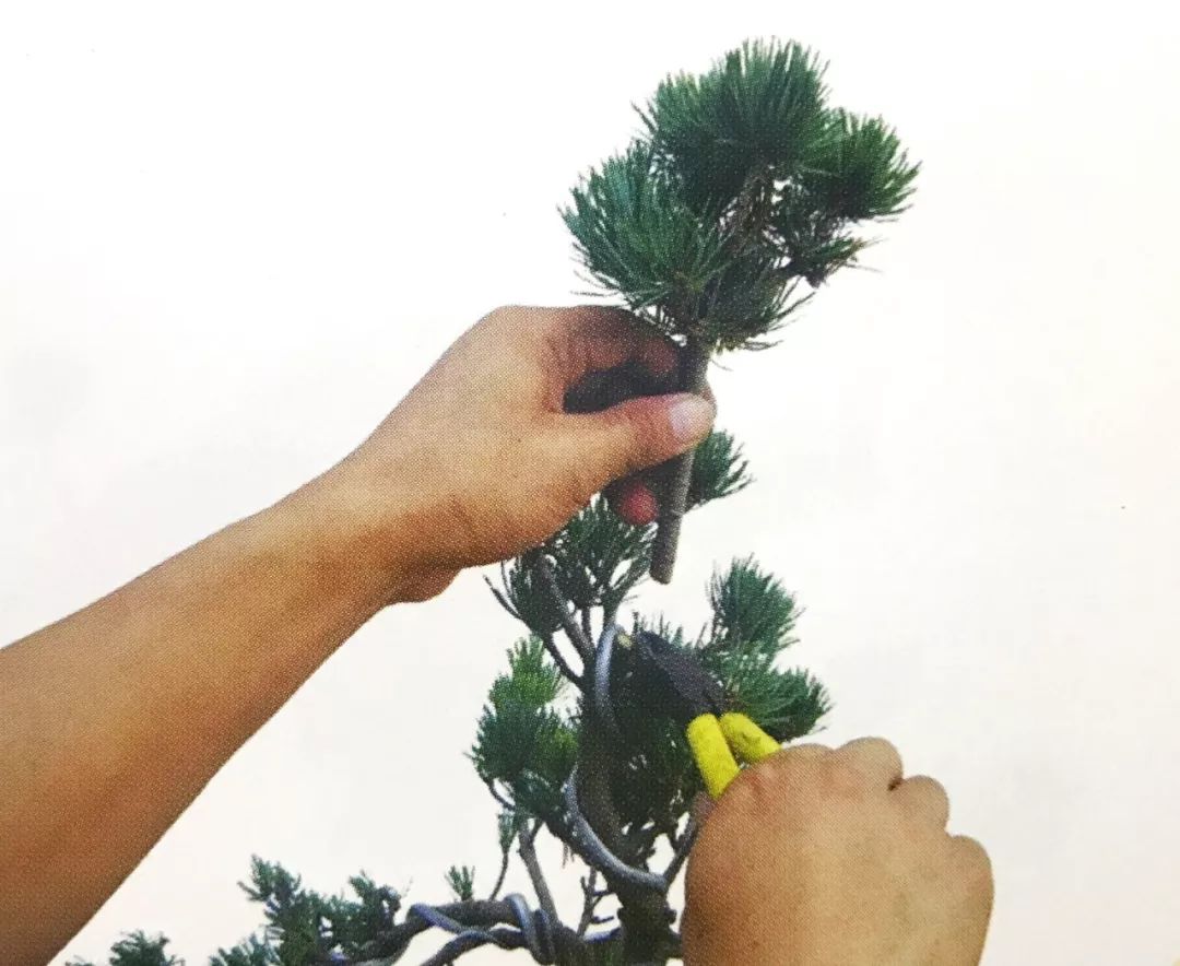 最强最全最细图解大阪五针松盆景制作过程懒人园艺福利