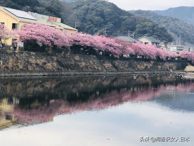 日本樱花开放最早从河津樱开花开始,一开就是