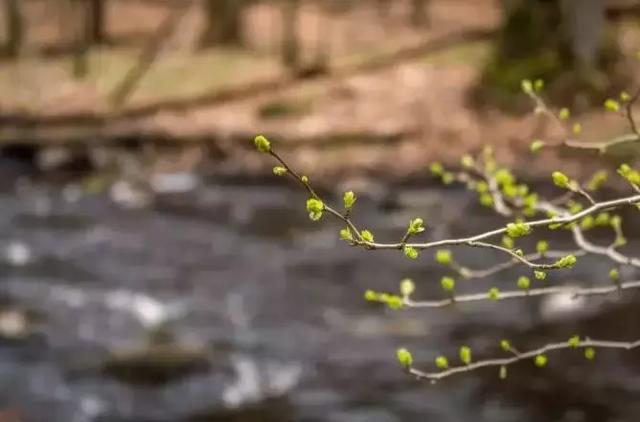 《拟古·仲春遘时雨》