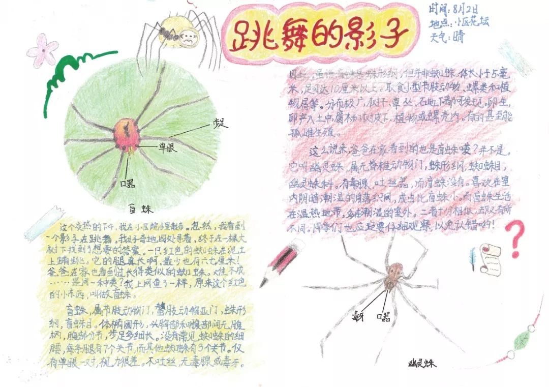 二等奖·红蚂蚁细致记录奖