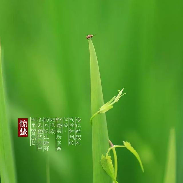 惊雷起桃花始春天祝福送给您2019年惊蛰快乐早安