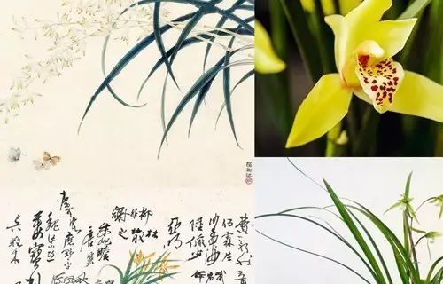 双语:中国十大名花都有哪些你知道吗?_spring
