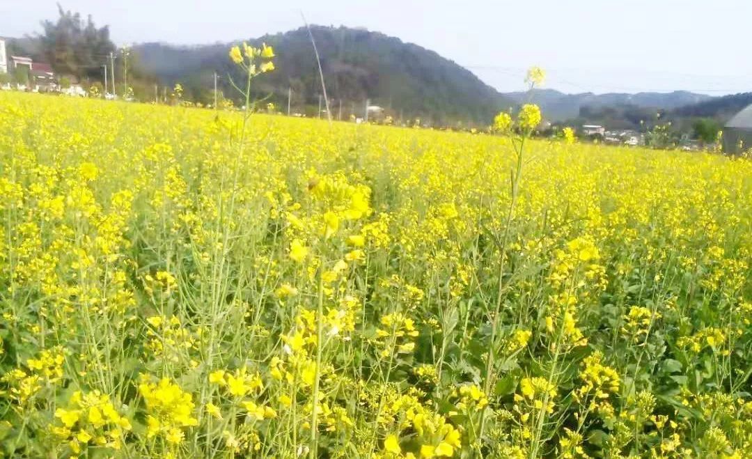 南口侨乡村的油菜花已悄无声息地绽放 都已经按捺不住亲近大自然了