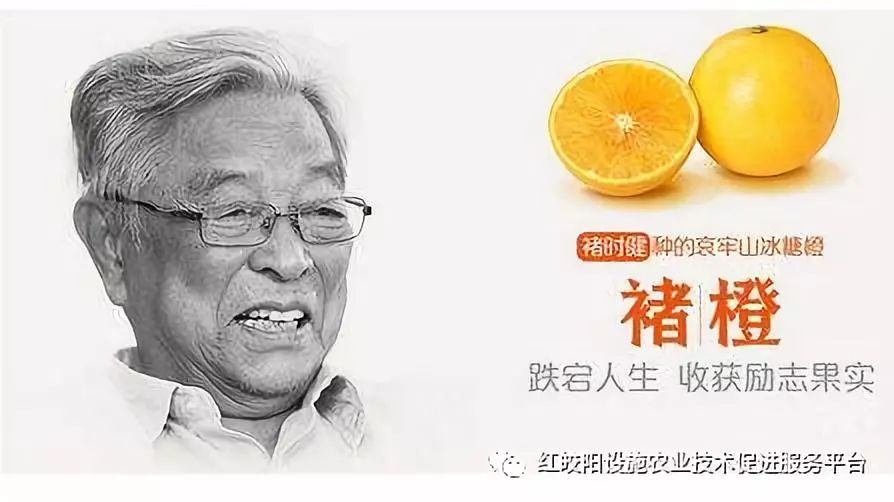 "褚时健"是谁?如何让褚橙火遍全世界!