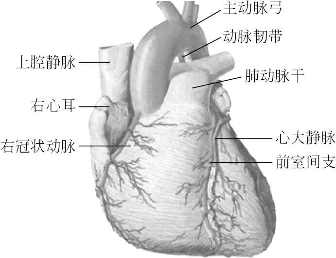 李寰教授:你的心脏是什么样子?