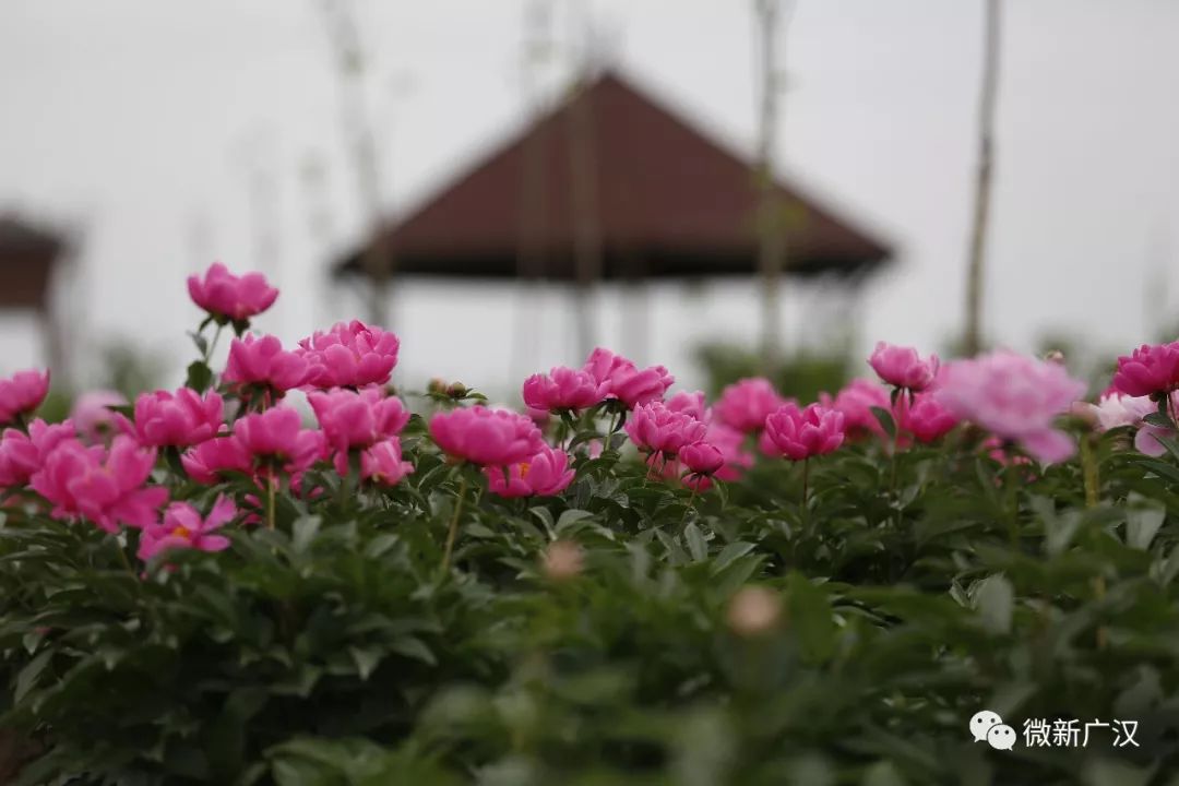 【花开广汉】打开广汉赏花地图!有花为伴不负春光