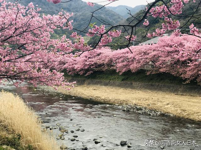 日本樱花开放最早从河津樱开花开始,一开就是