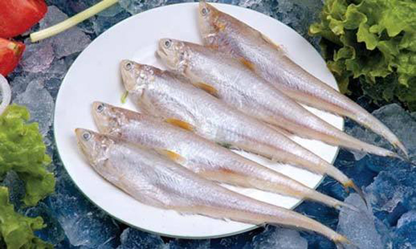 食材分享|春天,这个时节,珠江水里最好吃的就是凤尾鱼