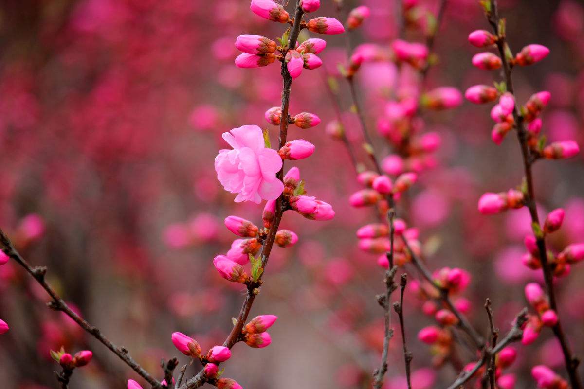 桃花诗词精选三十四首 桃红又是一年春,照溪红映一天云