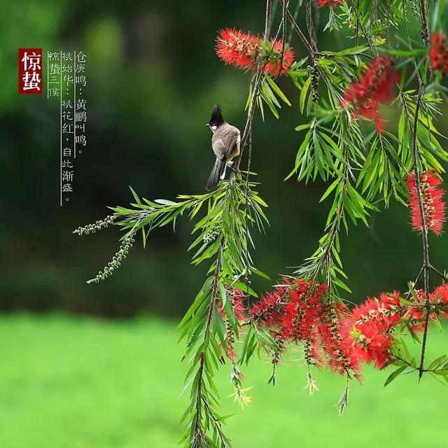 惊雷起,桃花始,春天祝福送给您,2019年惊蛰快乐,早安!