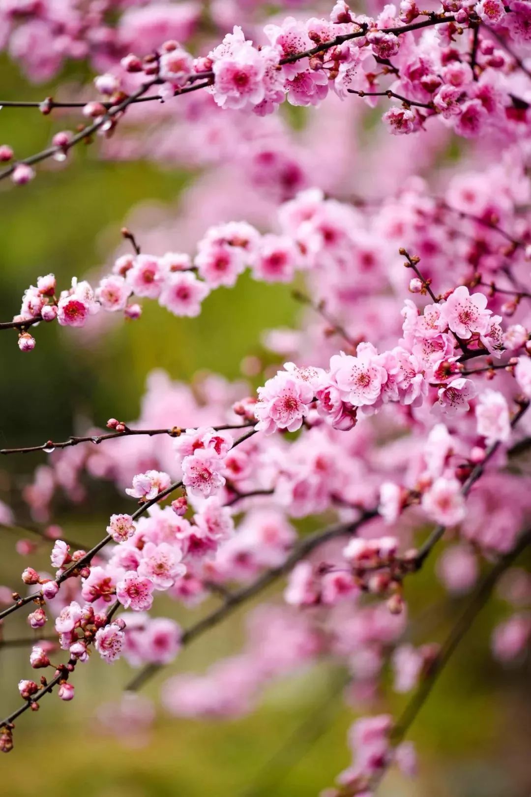 春天还能赏梅花!成都最后一波,依旧美艳无比,再不来就没了!