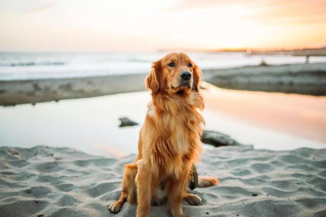 养纯种犬是恰到好处的高级 繁殖