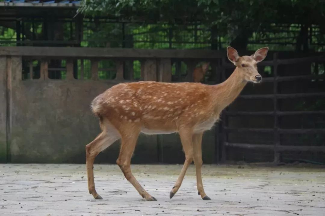 梅花鹿黇鹿黄麂豚鹿獐牛科牦牛羚牛角马大羚羊印度黑羚白脸牛羚弯角