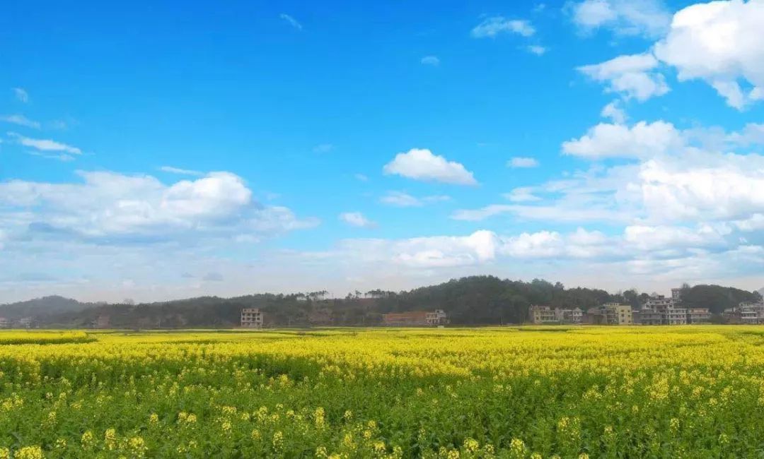 【注意】衡阳县第八届油菜花节即将开幕,千亩油菜花即将刷屏!