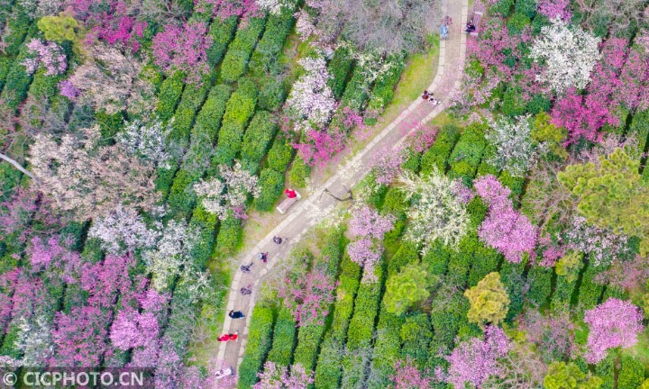 春光无限好赏花正当时 梅花山