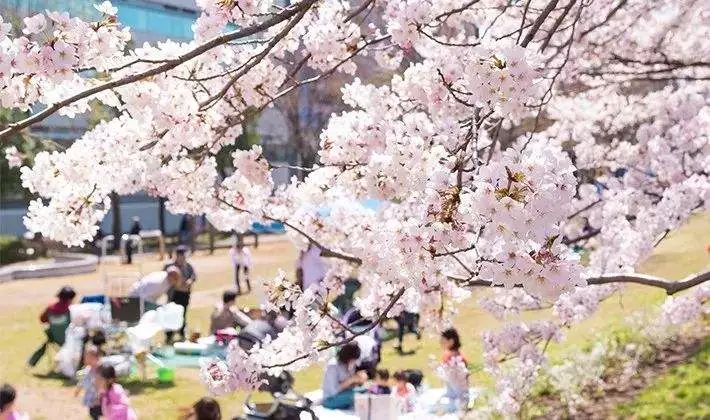 在院子里布上茶席 时间:周末两天一晚 地点:樱花山野民宿 落地窗外即