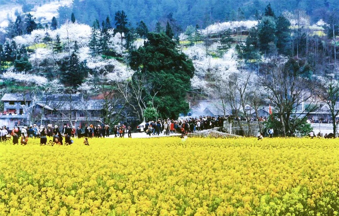 往返机票全含丨贵州的天空之城下是一片金海雪山,美炸