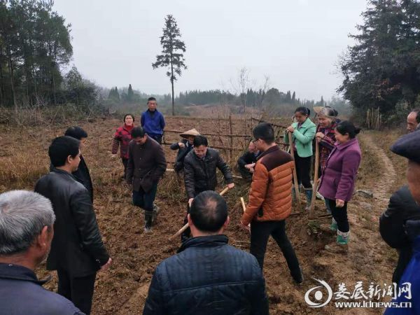 新化县林业局技术人员到油溪乡指导油茶栽培技