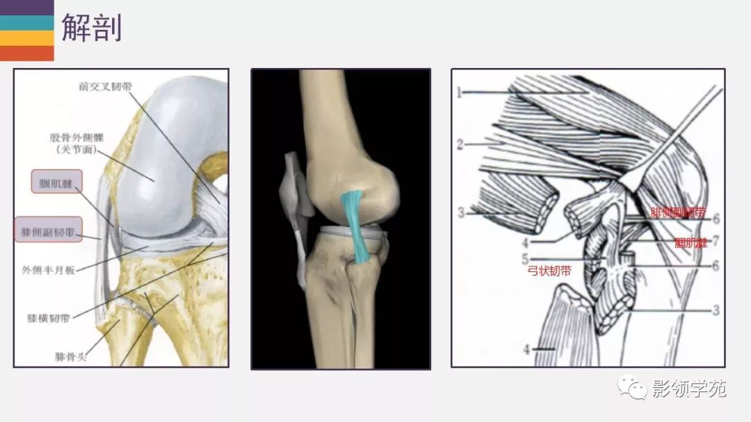 膝关节外侧副韧带及外侧支持带解剖及损伤mr诊断