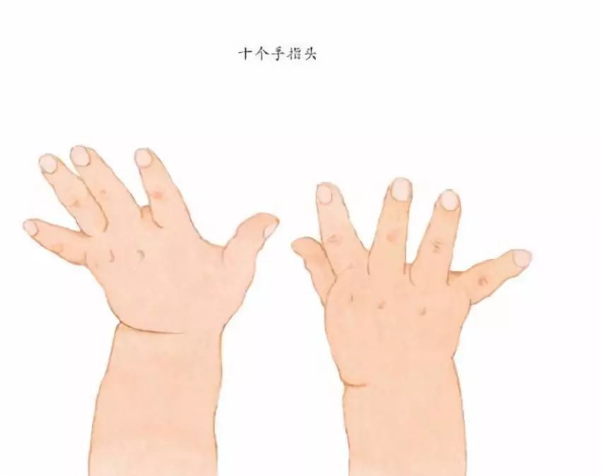 【推荐0-2岁宝宝】十个手指头和十个脚趾头