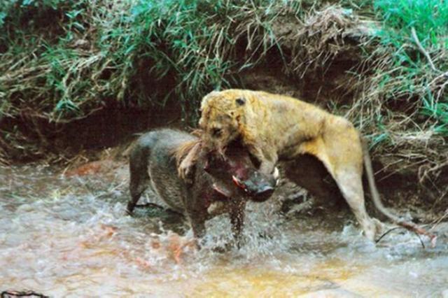母獅被疣豬逼上泥牆痛打，情急之下母獅竟被逼的咬疣豬「死穴」 未分類 第4張
