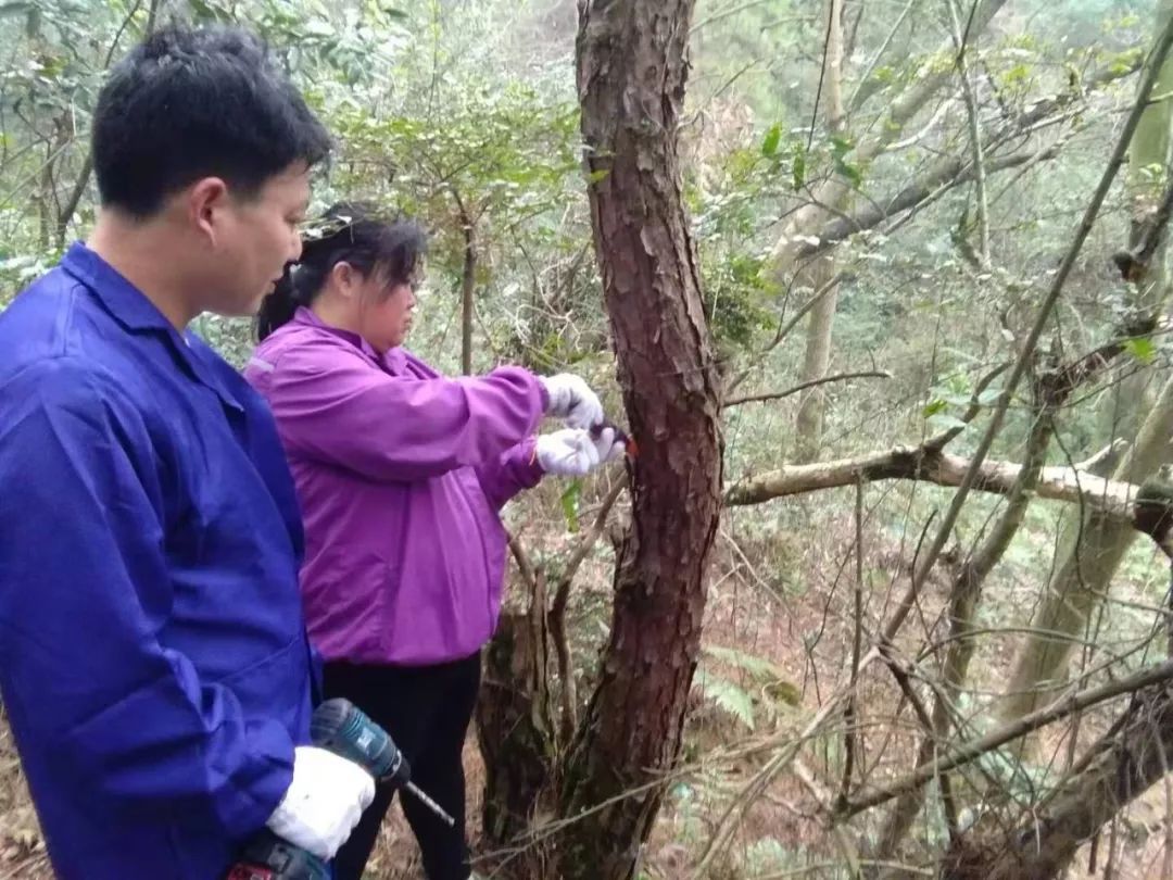 仰天岗国家森林公园与松材线虫的战役二