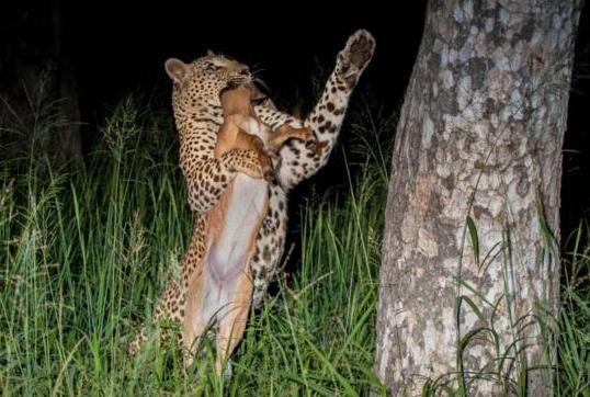花豹深夜好不容易捕獲一只獵物，上樹剛想開吃之後的事情讓它崩潰 未分類 第2張
