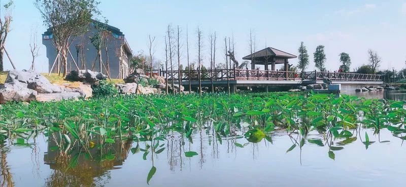 【探寻汕头美丽乡村】龙湖蓬中村：大器村居，