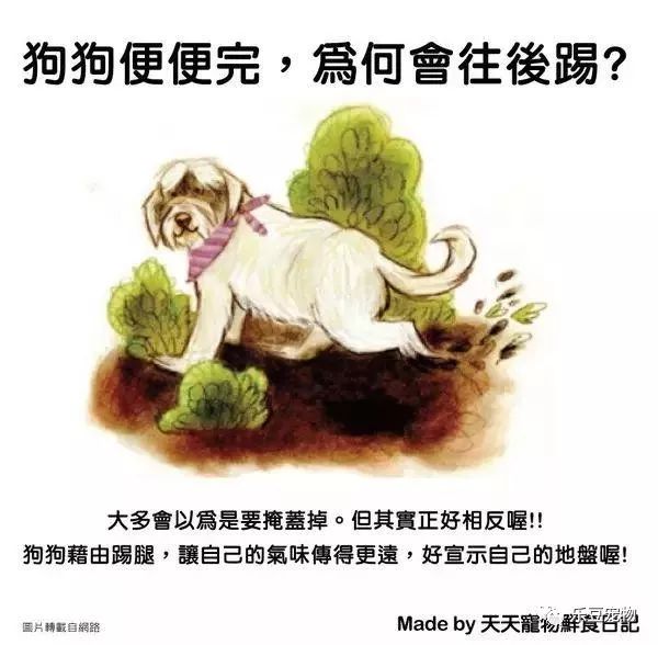 狗狗的禁忌知識都在這了，趕緊收藏以便應急！ 寵物 第24張