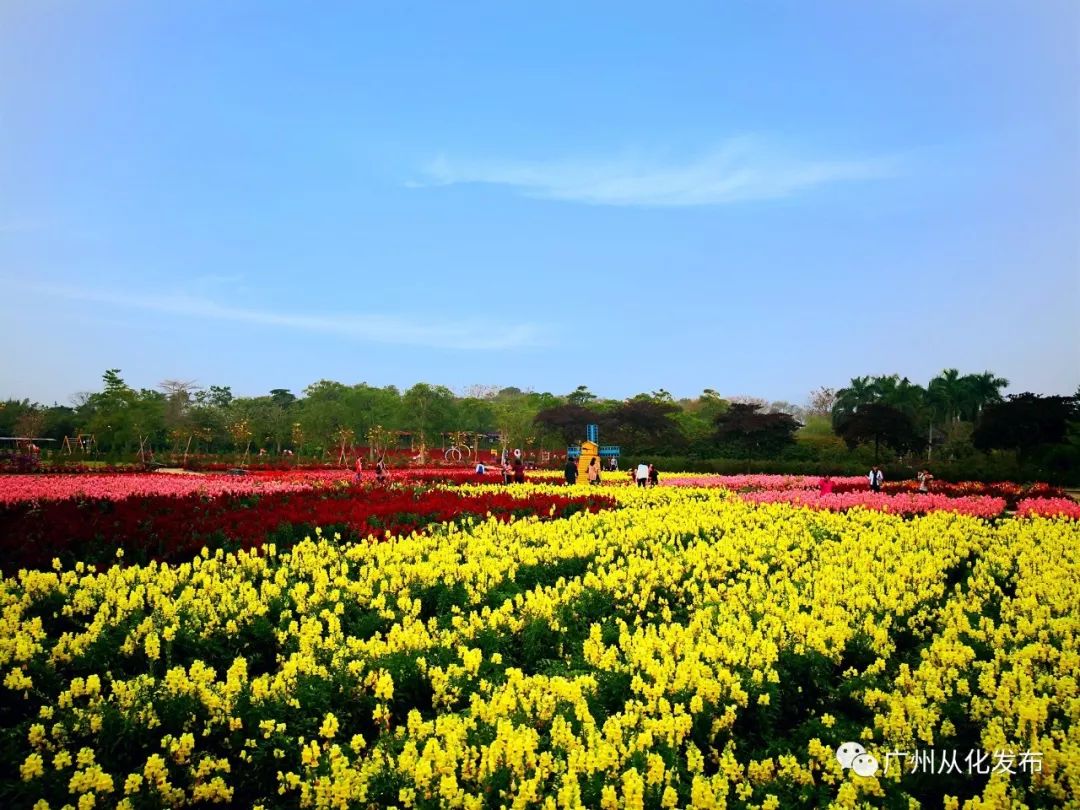 三月女神节丨来从化这些地方赏花和你更配哦!