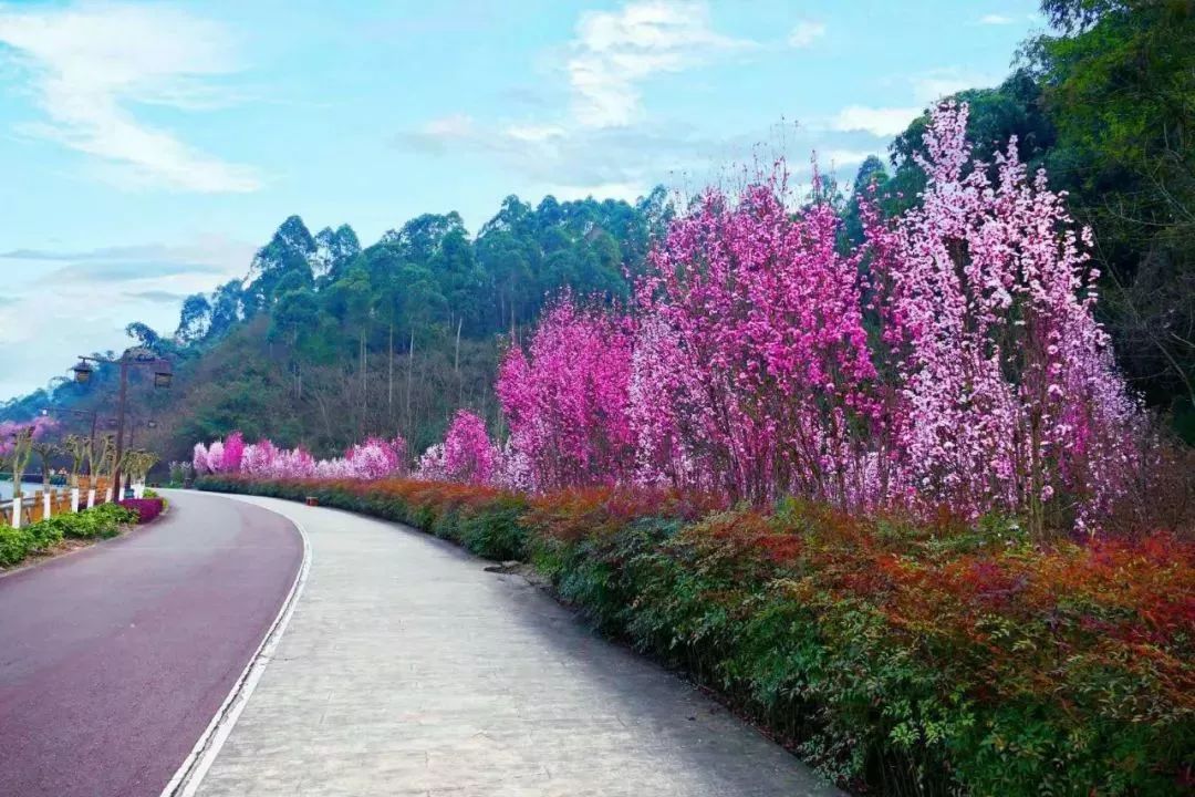 绿心路又又又火啦花开成海姹紫嫣红即将刷爆乐山人的朋友圈