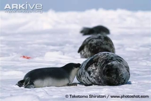但是断奶后13天,小琴海豹的脂肪竟占到体重的47.它平均每天吃奶3.