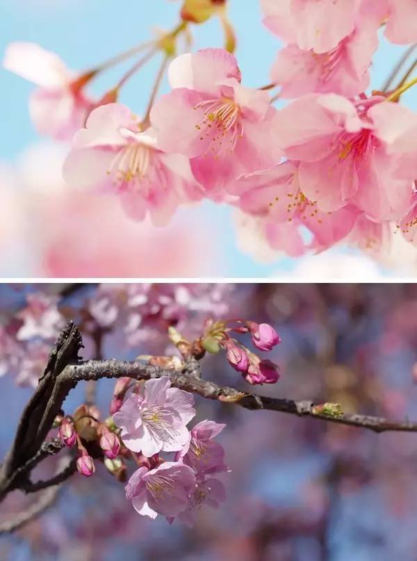 樱花对于日本文化是怎样一种存在?_赏樱