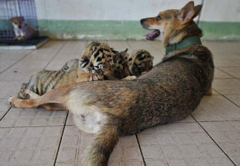 母狗餵養幼虎，這場面似乎有點不和諧 未分類 第2張