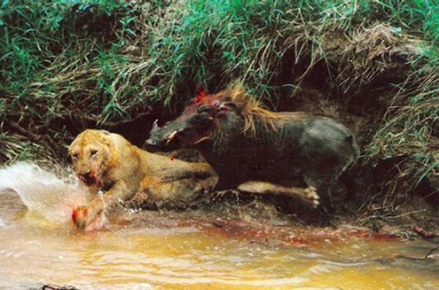 母獅被疣豬逼上泥牆痛打，情急之下母獅竟被逼的咬疣豬「死穴」 未分類 第5張