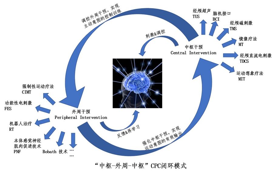 "中枢-外周-中枢"cpc闭环模式