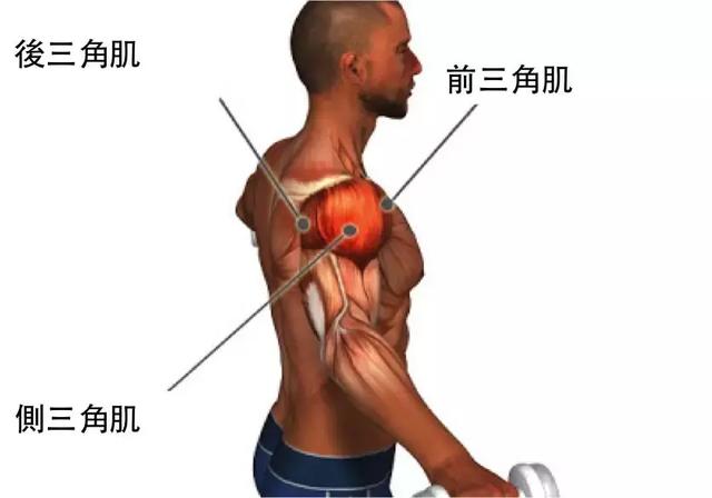 使肩关节前屈并略旋内三角肌的运动方式肩膀的三角肌属于单关节肌肉