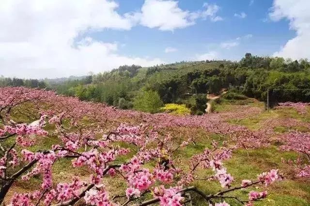 地址:龙泉驿区桃花故里 成都周边有名的桃花山 俗话说,东有龙泉桃花沟