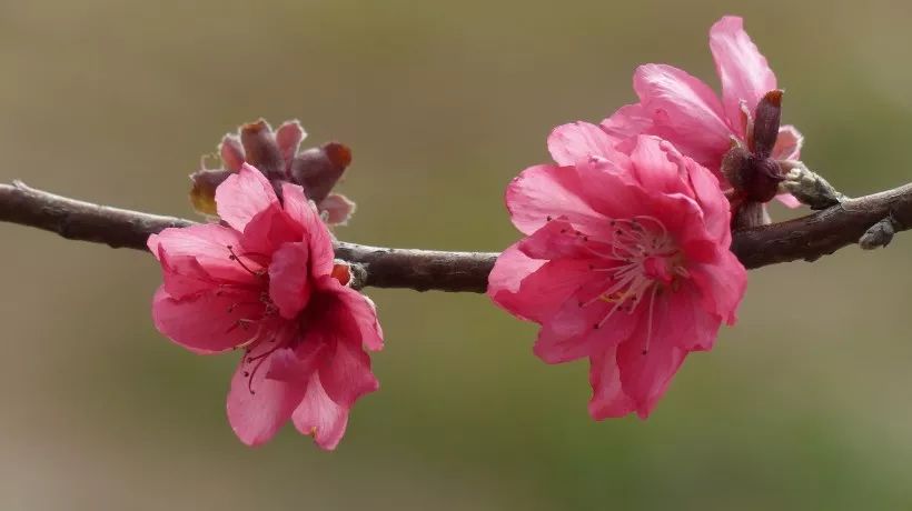 合诵:桃花依旧笑春风_光阴