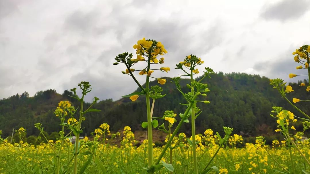 最新发布 ▏2019黟县油菜花最新花期预报,不容错过!