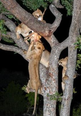 花豹深夜好不容易捕獲一只獵物，上樹剛想開吃之後的事情讓它崩潰 未分類 第5張