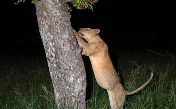 花豹深夜好不容易捕獲一只獵物，上樹剛想開吃之後的事情讓它崩潰 未分類 第3張