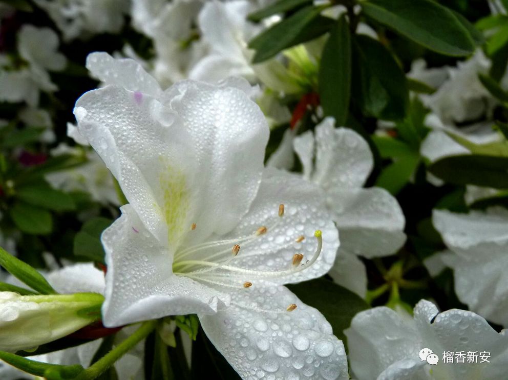 "花痴"们 吃花啦!