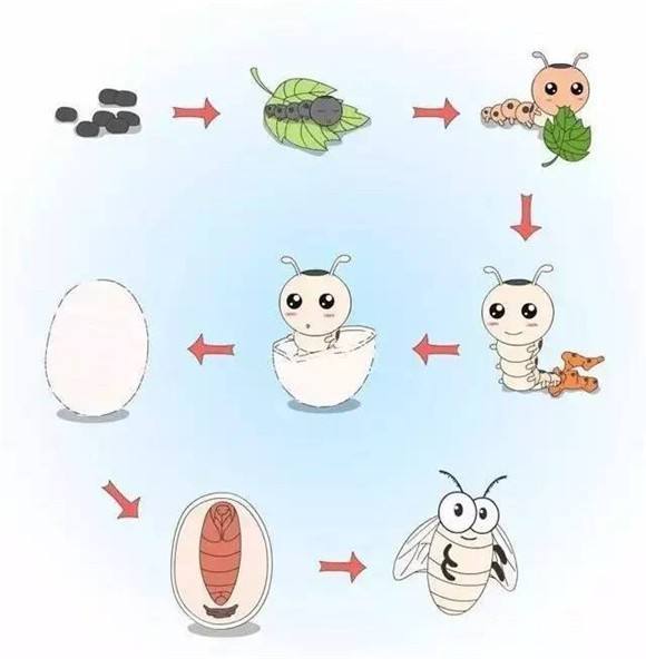 蚕宝宝的一生会经历卵,幼虫(蚕宝宝),蛹(茧),成虫(飞蛾)四个阶段,是一