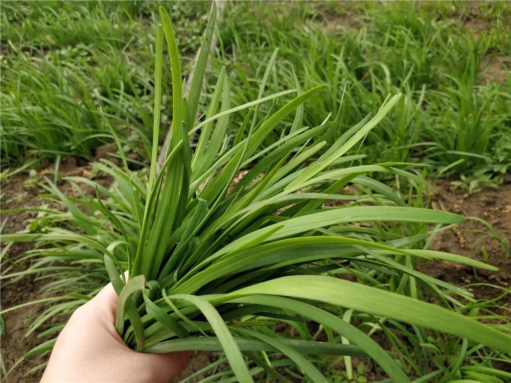 只有肥沃的土壤才能长出这绿油油的韭菜红红的韭菜根,更显出韭菜的