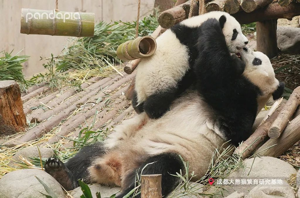 芝芝私教的独家健身计划快进来学习