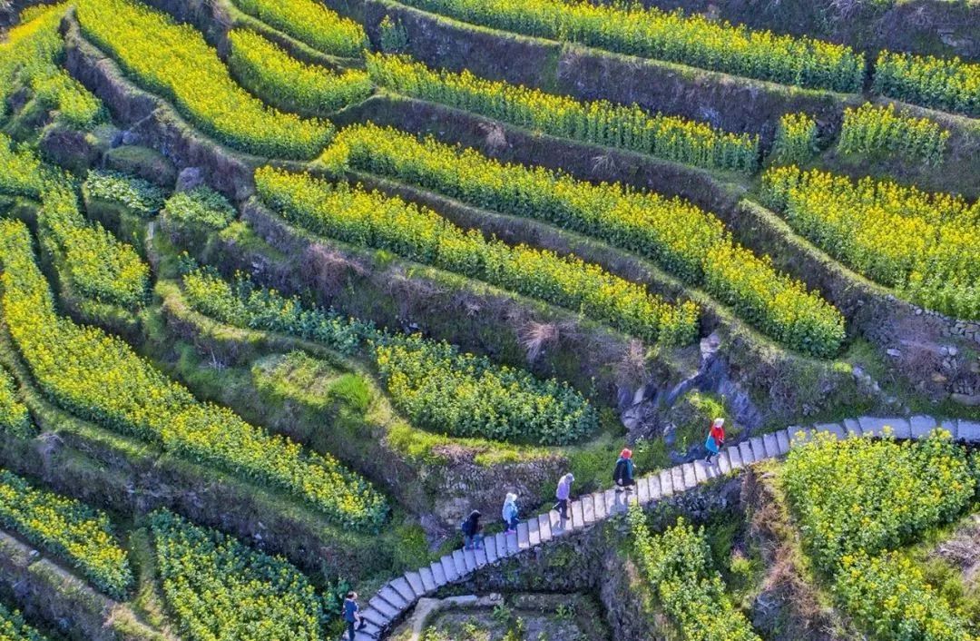 春天花事330331寻梦古道秘境花海梯田古村江南小布达拉宫宫油菜花这里